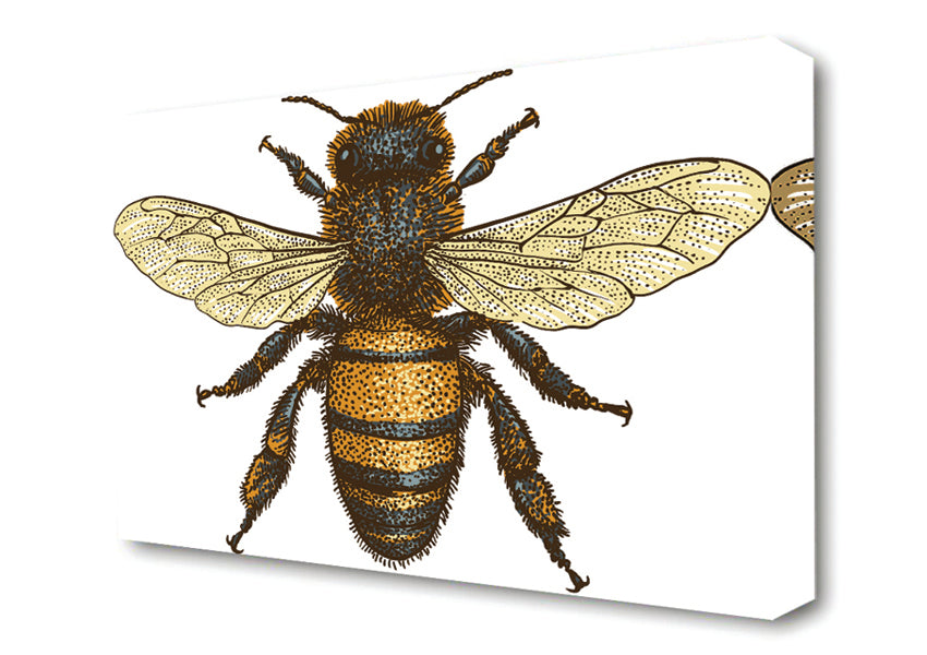 A Bee Illustrated Canvas Art