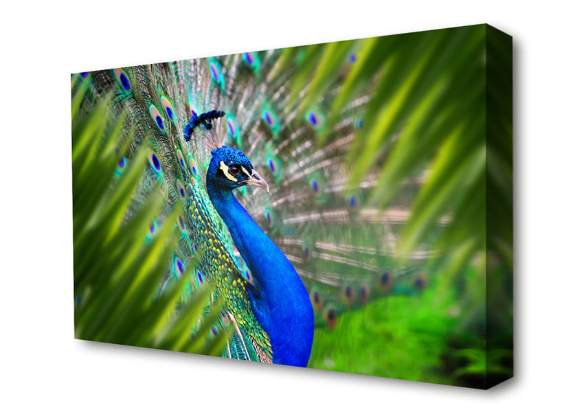 A Peacocks View Canvas Art