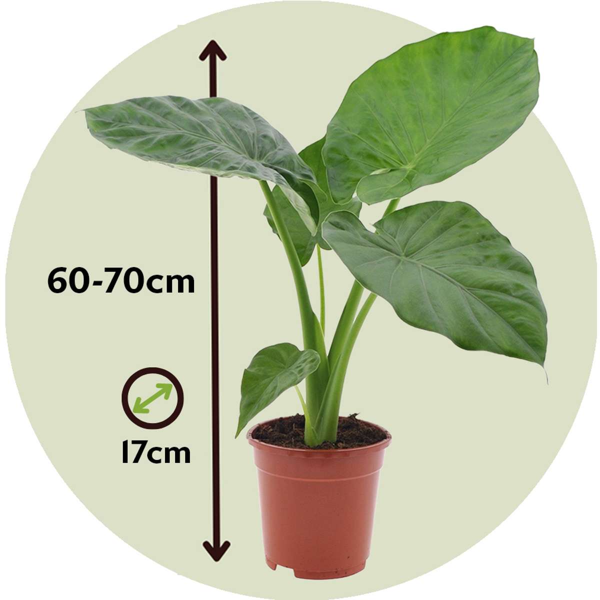 Elephant's Ear - Alocasia 'Macrorrhizos' - Height 60-70cm - ⌀17cm