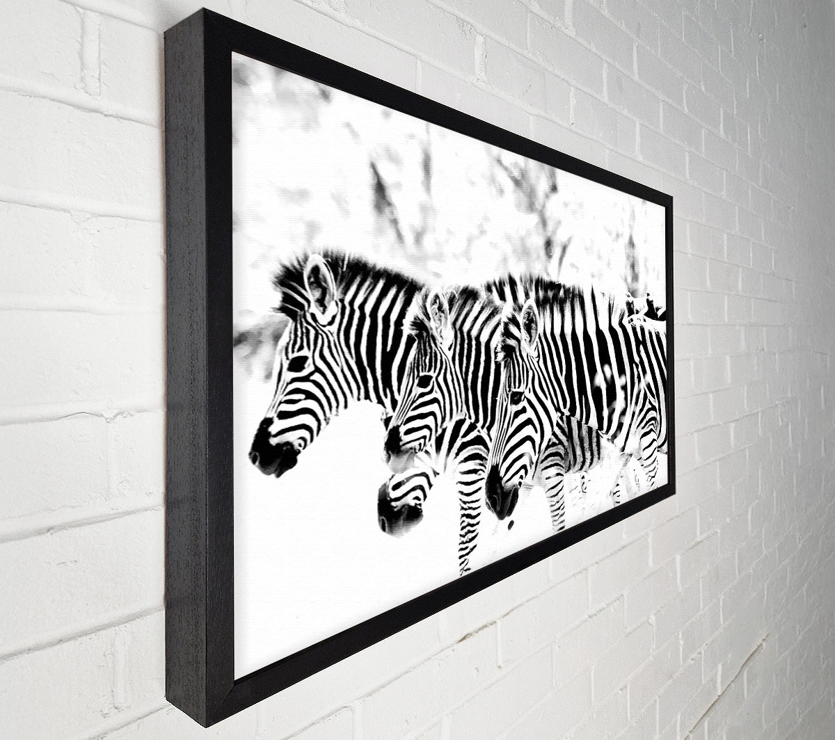 3 Zebras Canvas Art