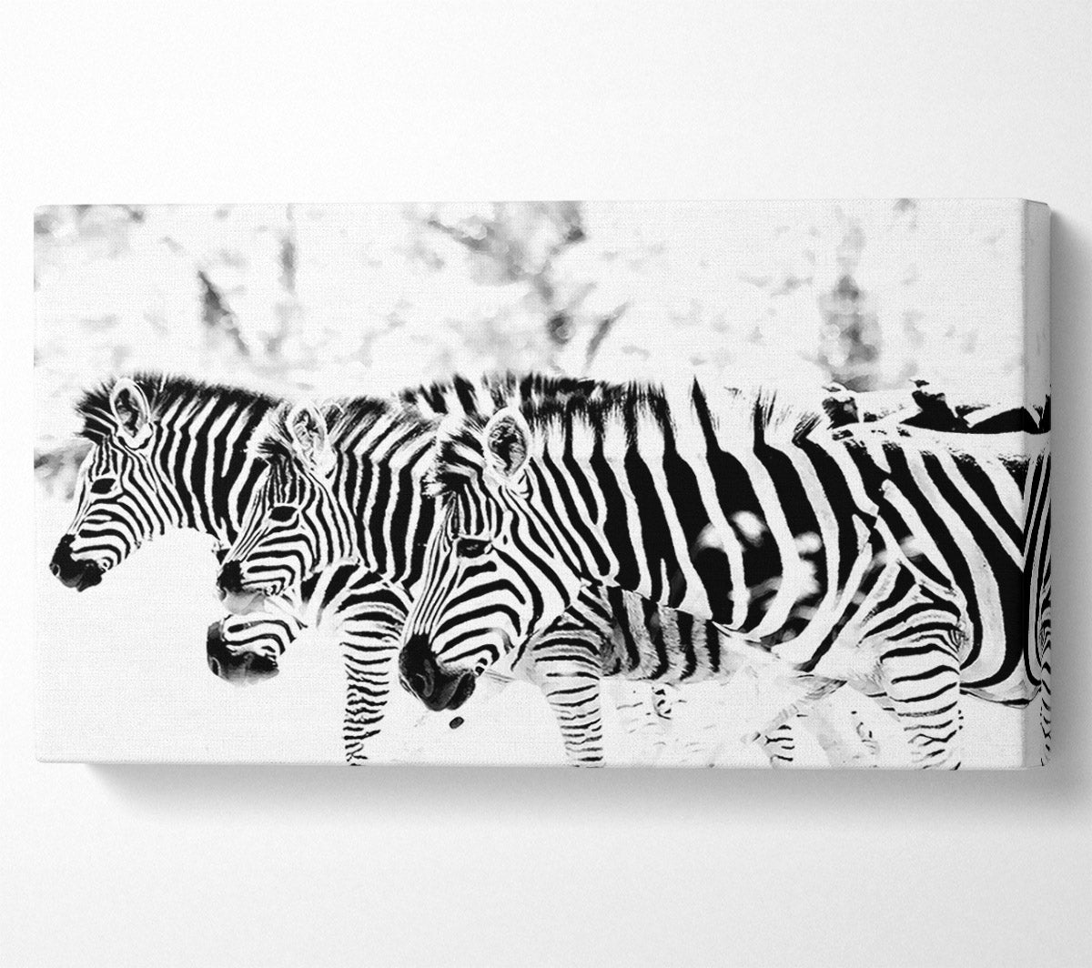 3 Zebras Canvas Art
