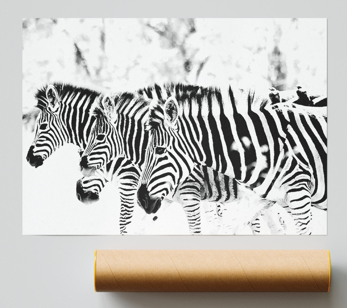 3 Zebras Giclee Print