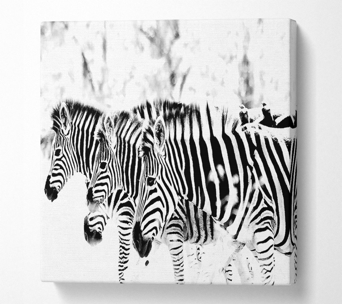 3 Zebras Canvas Art