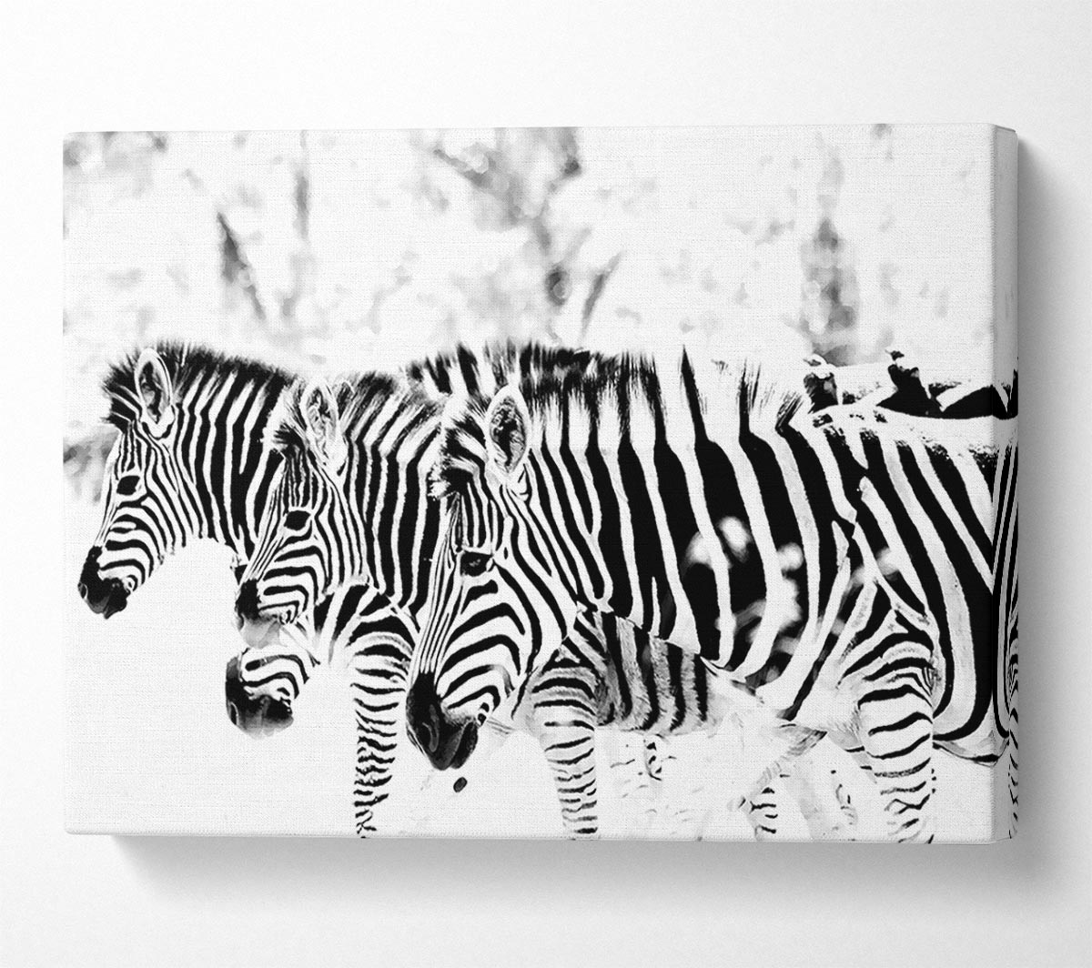 3 Zebras Canvas Art