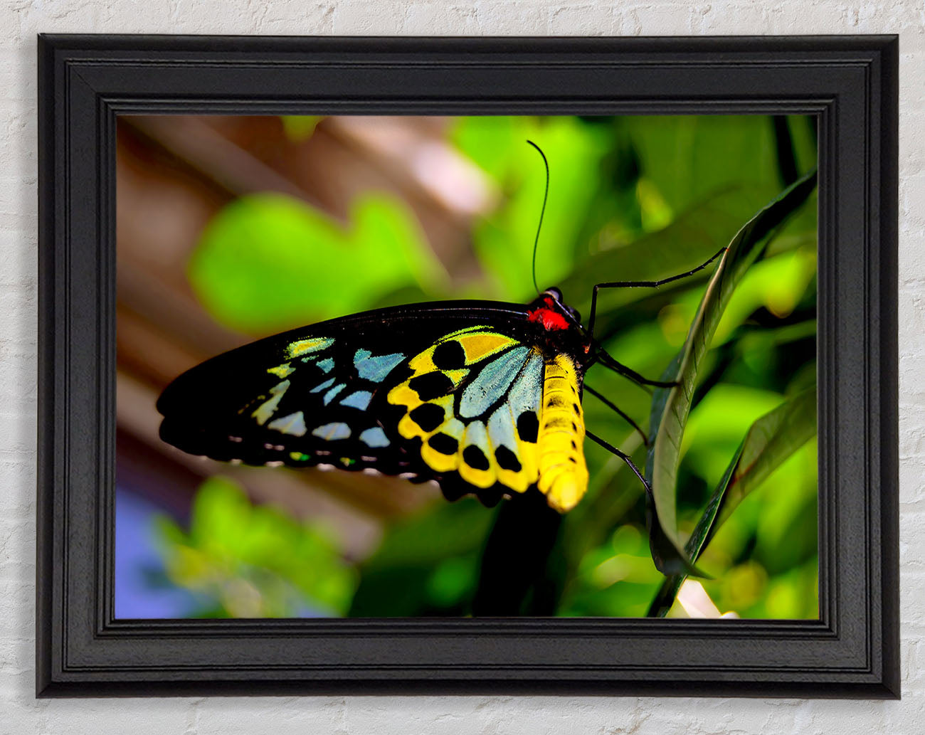Beautiful Colourful Butterfly Framed Print