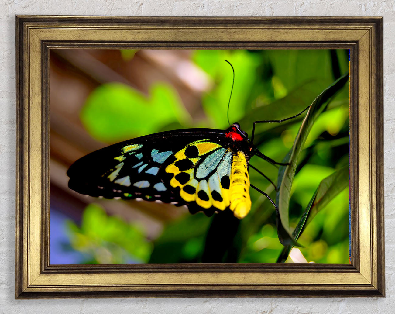 Beautiful Colourful Butterfly Framed Print