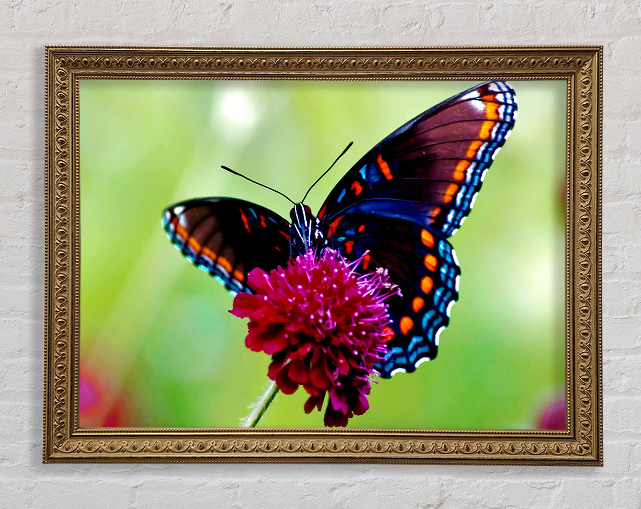 Colourful Butterfly Flower Framed Print