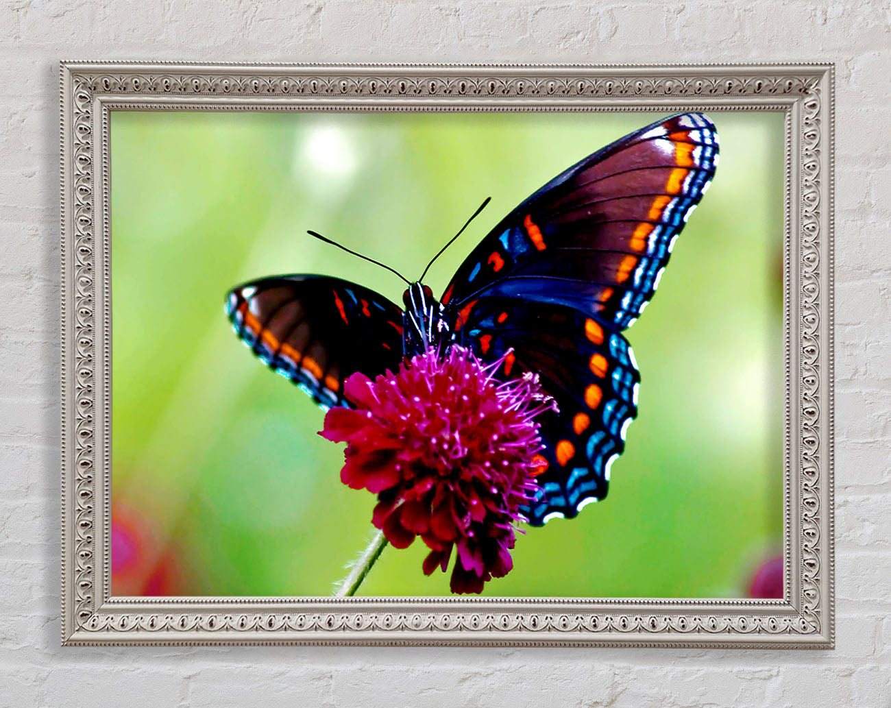 Colourful Butterfly Flower Framed Print