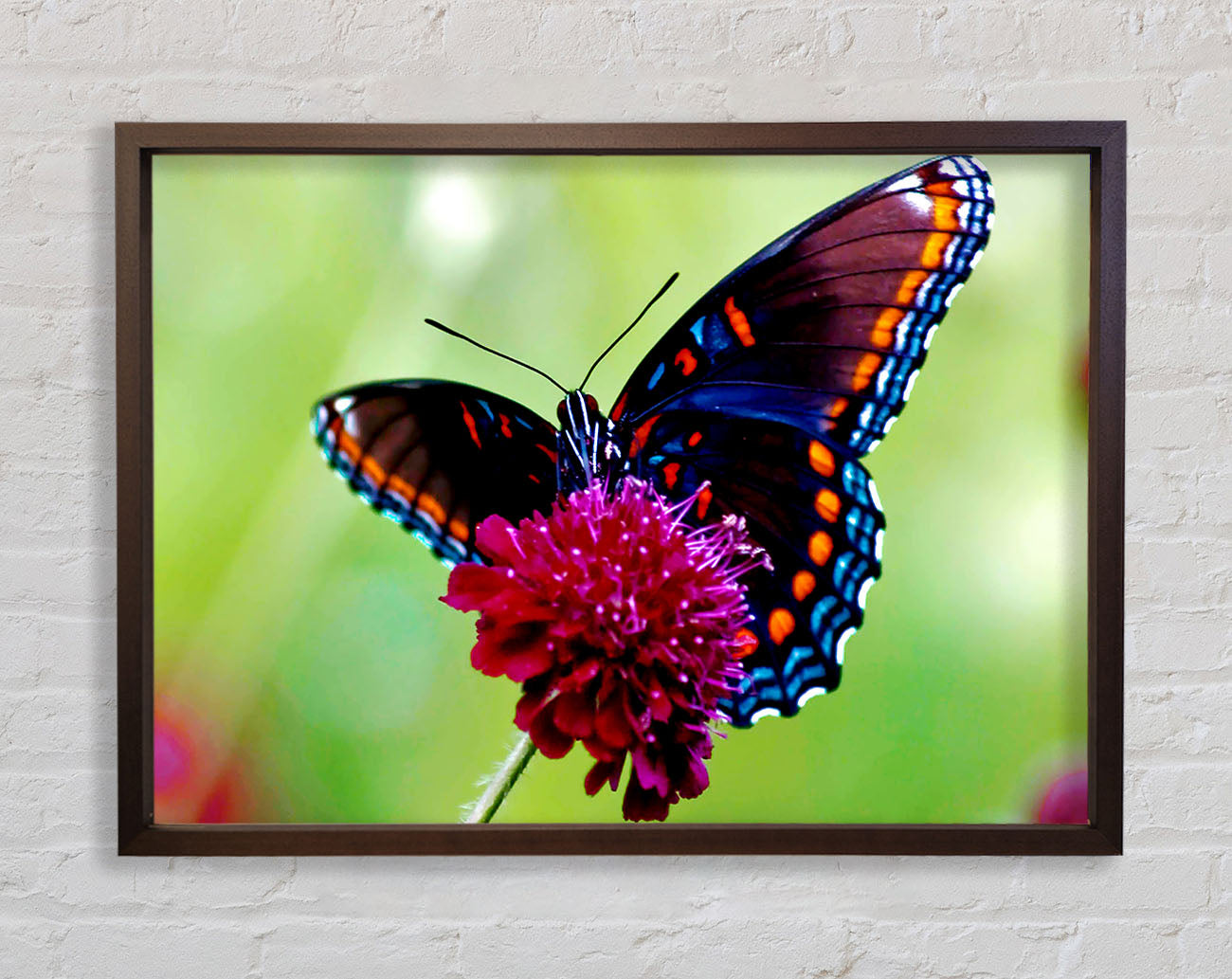 Colourful Butterfly Flower Framed Print