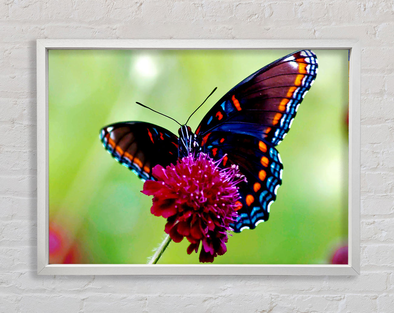 Colourful Butterfly Flower Framed Print