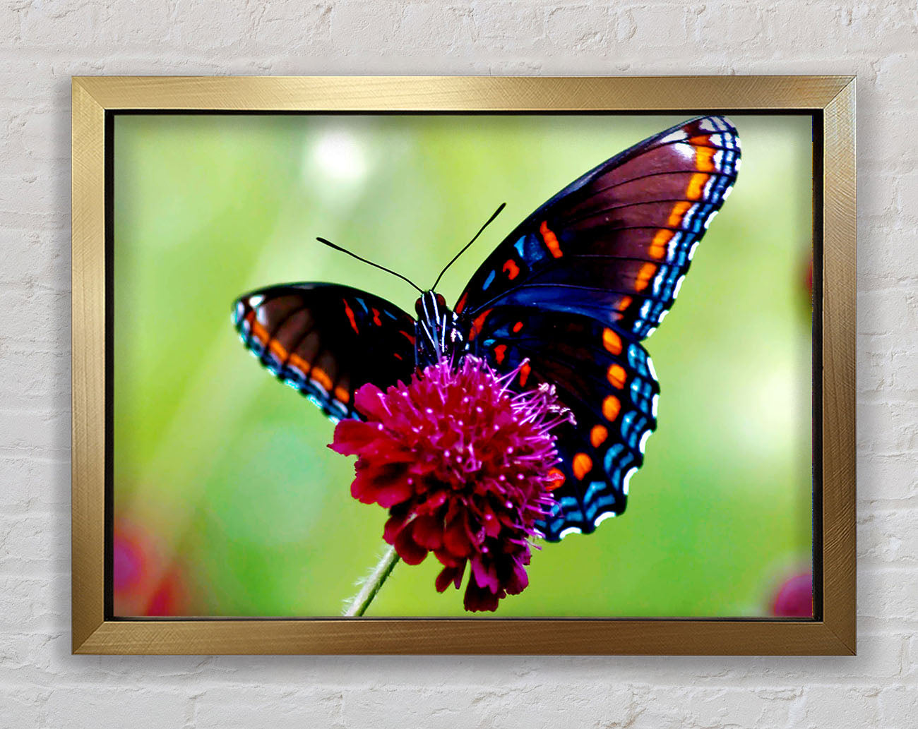 Colourful Butterfly Flower Framed Print