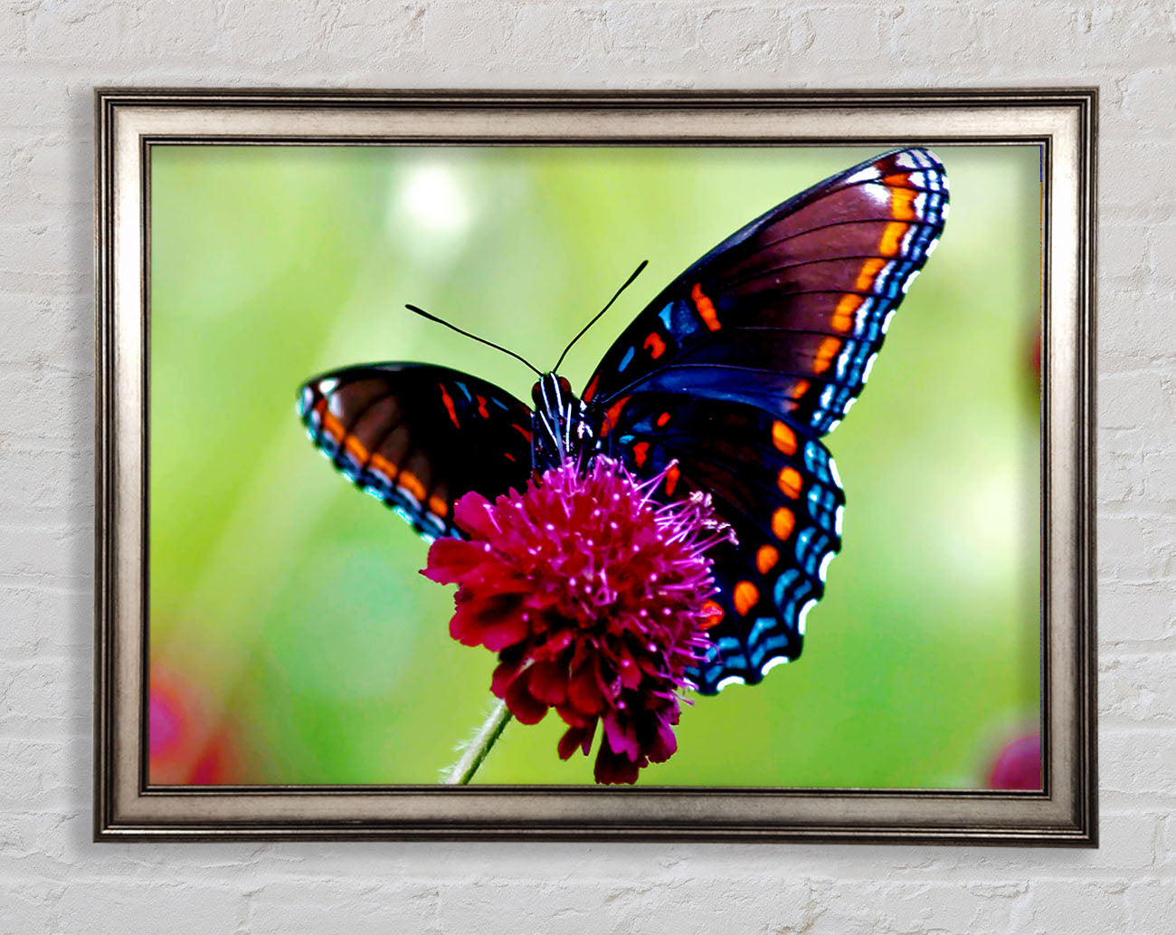 Colourful Butterfly Flower Framed Print