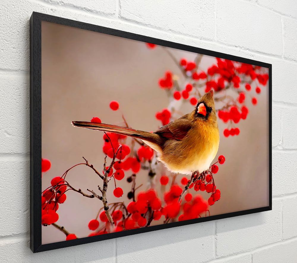 Garden Bird