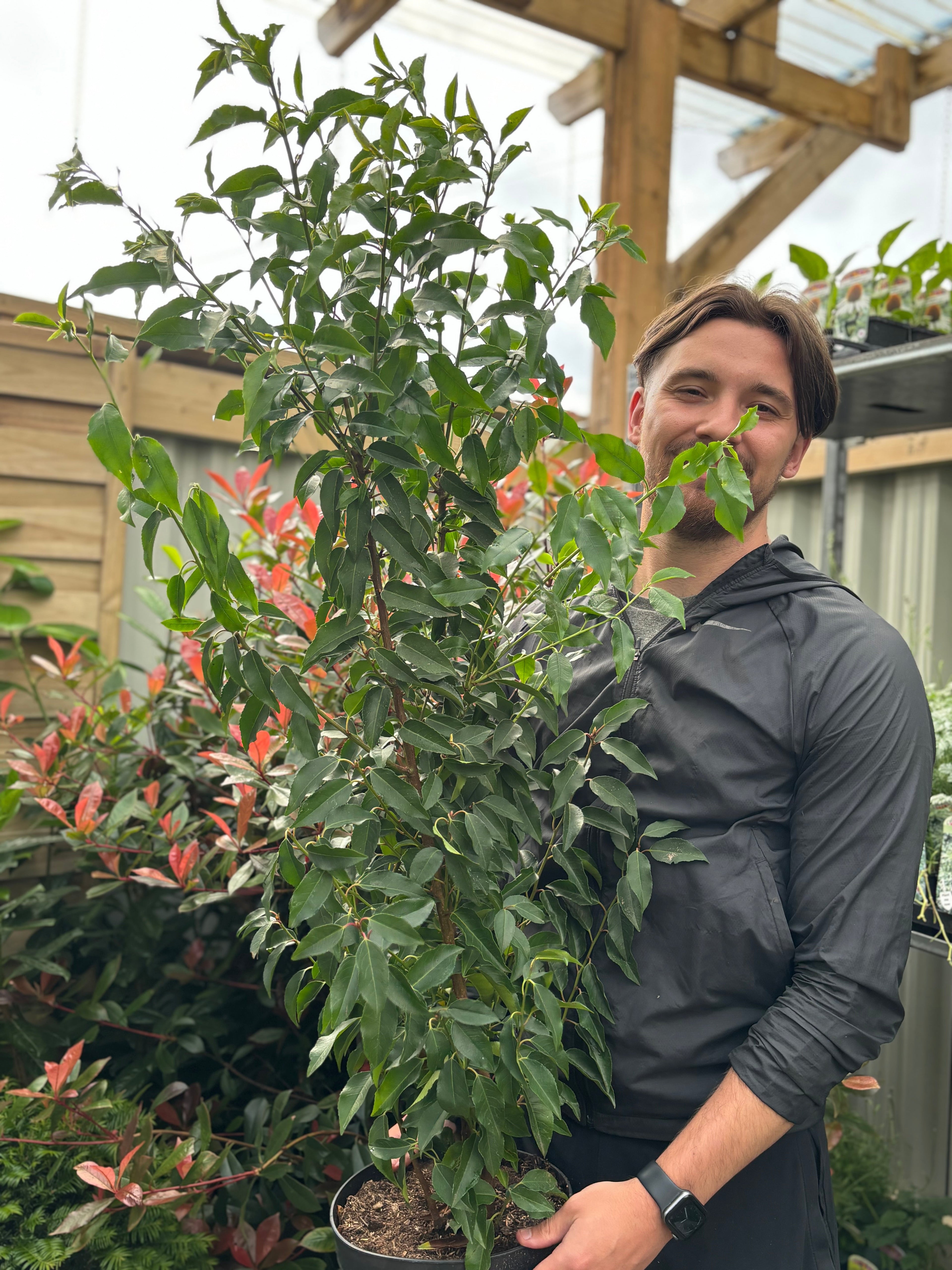 Portuguese Laurel | Prunus lauroceras 'Angustifolia' (Multibuy Offers Available)