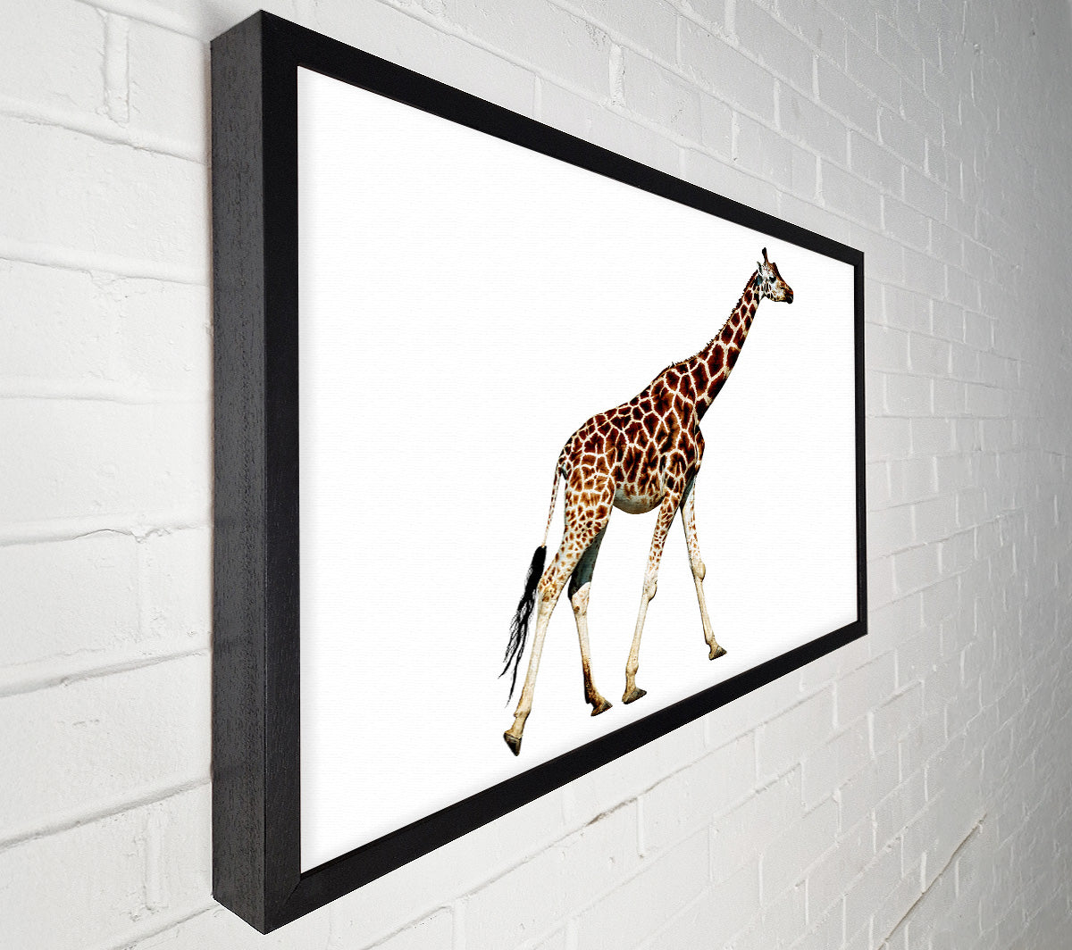 Giraffe Walk Canvas Print