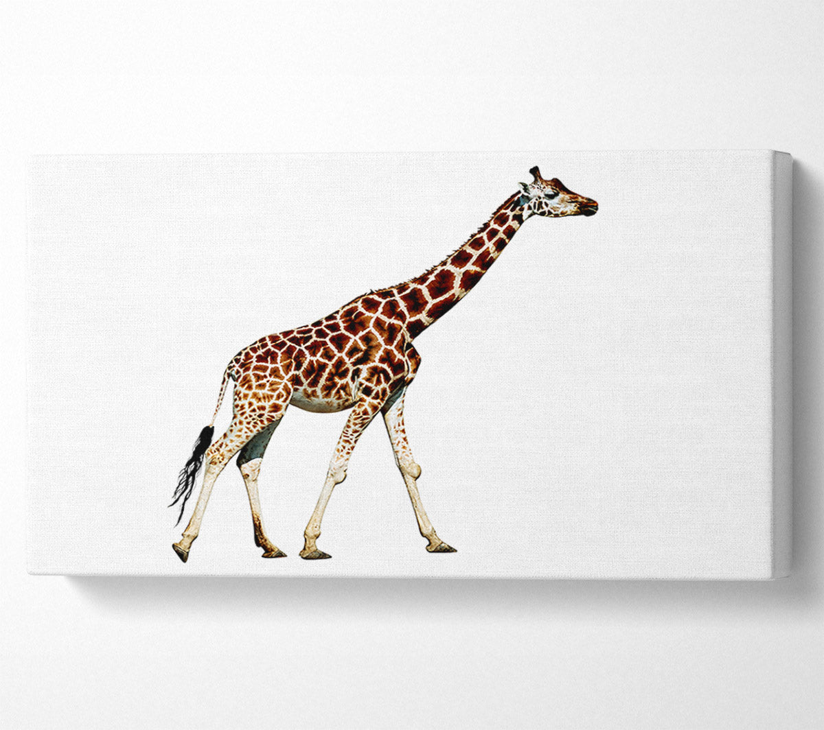 Giraffe Walk Canvas Print