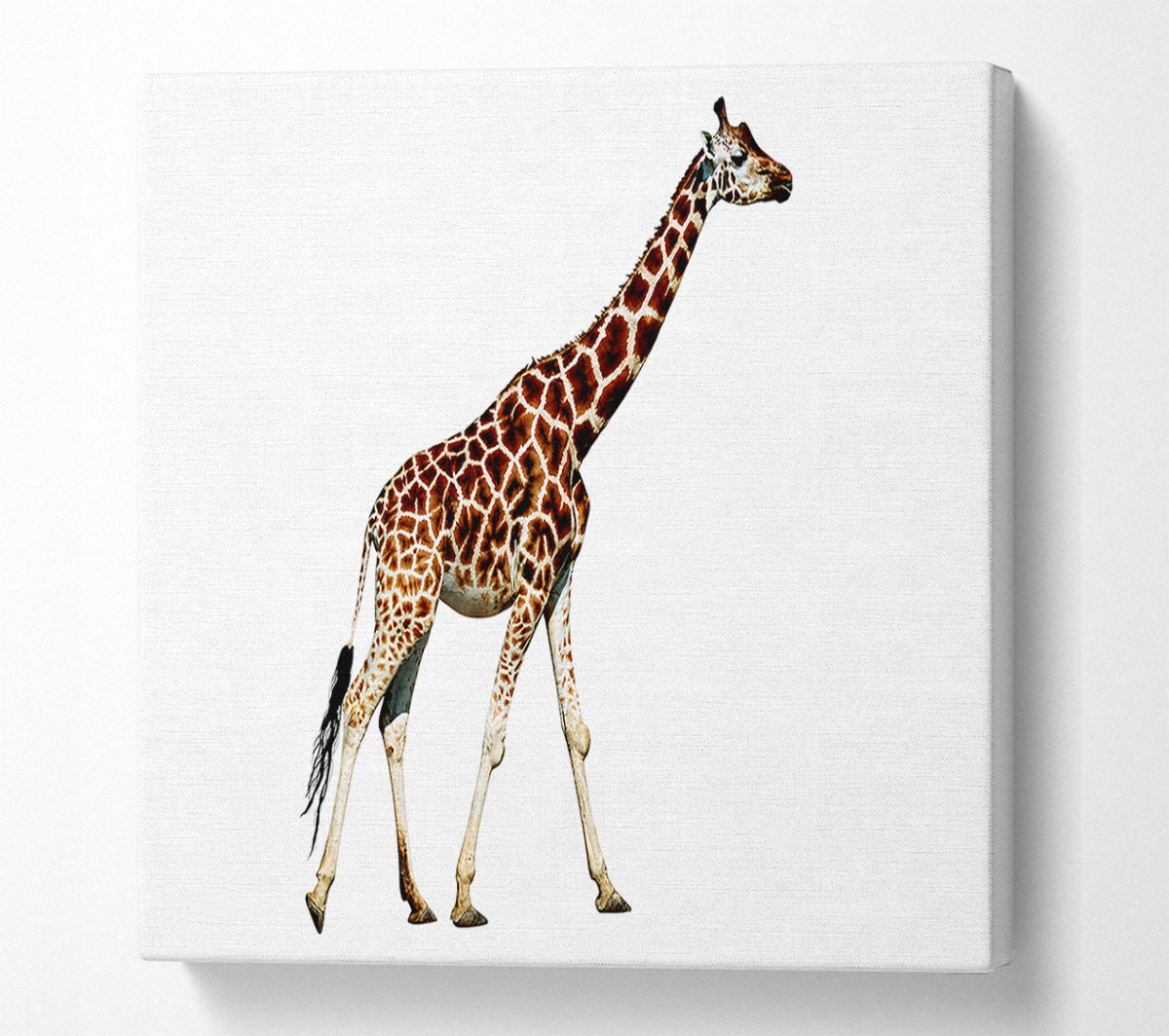 Giraffe Walk Canvas Print
