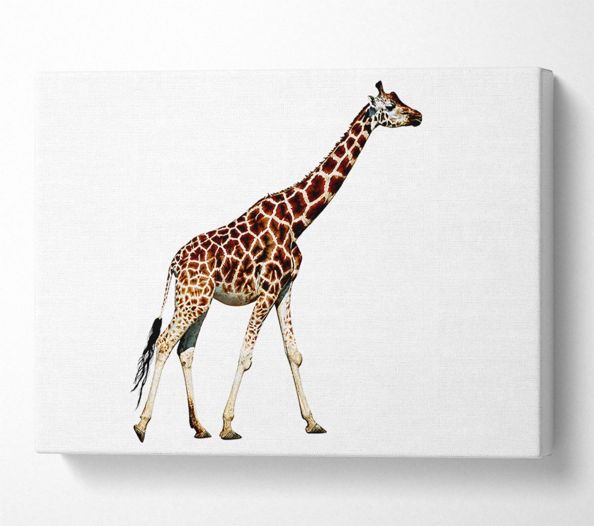 Giraffe Walk Canvas Print