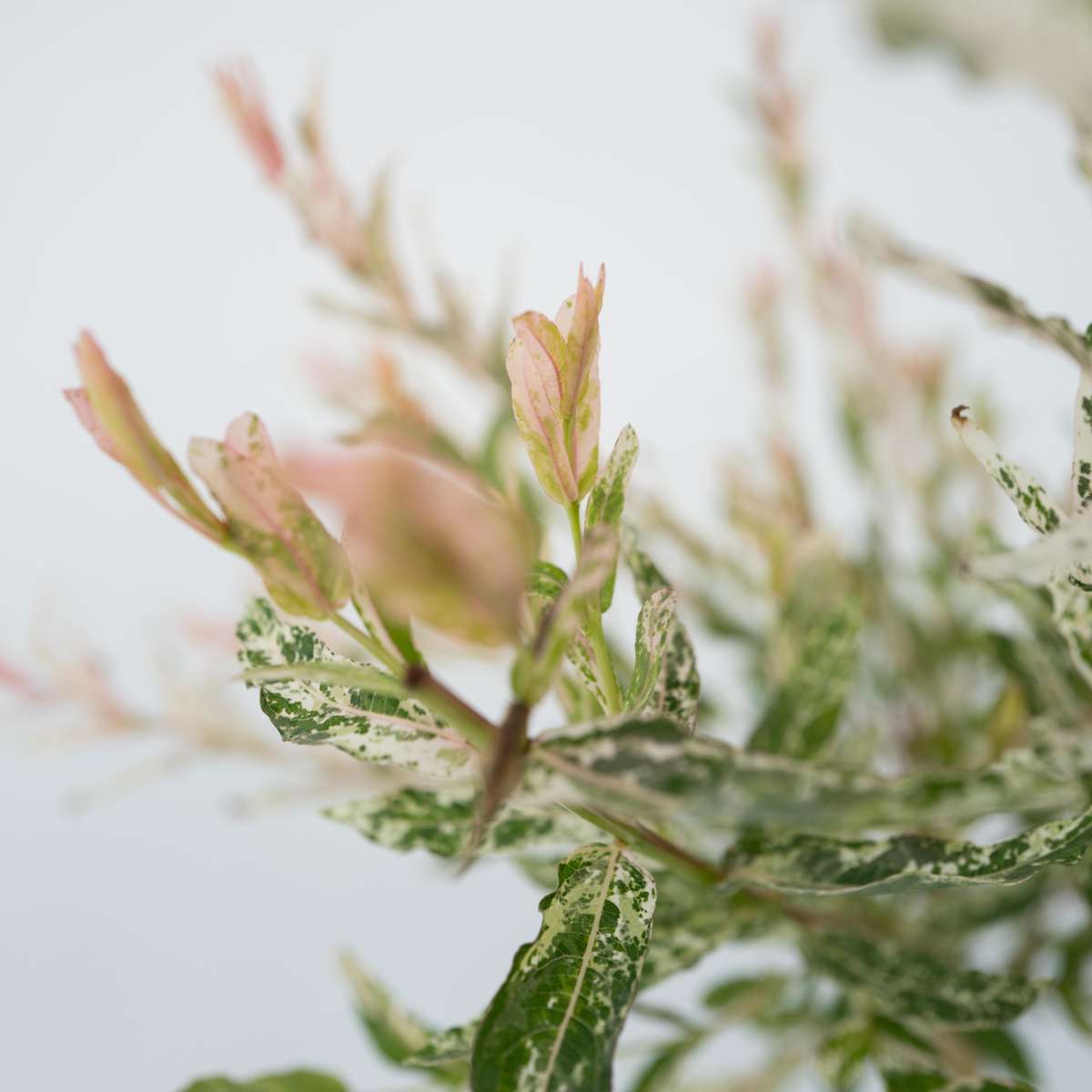 Flamingo Willow - Salix integra 'Flamingo' - Height 60-80cm - Pot 17cm