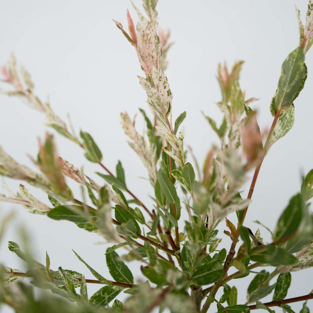 Flamingo Willow - Salix integra 'Flamingo' - Height 90-110cm - Pot 19cm