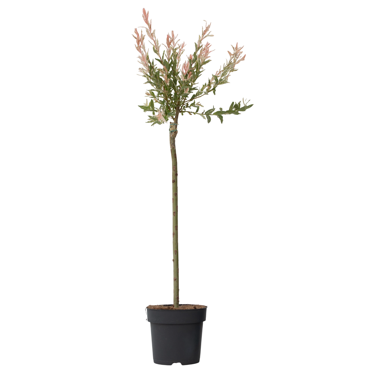 Flamingo Willow - Salix integra 'Flamingo' - Height 90-110cm - Pot 19cm