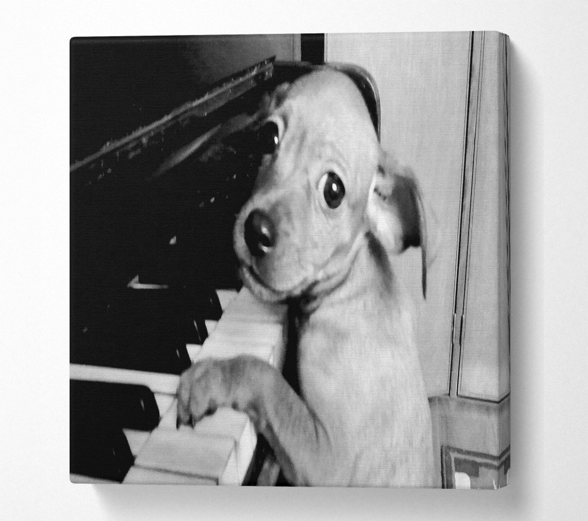Piano Pup Canvas Wall Art