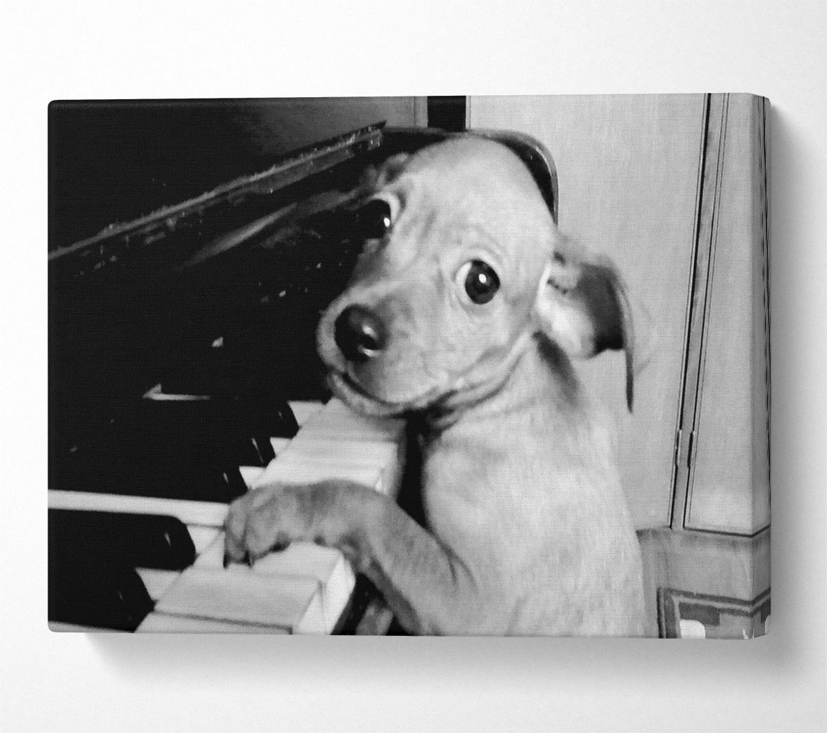 Piano Pup Canvas Wall Art