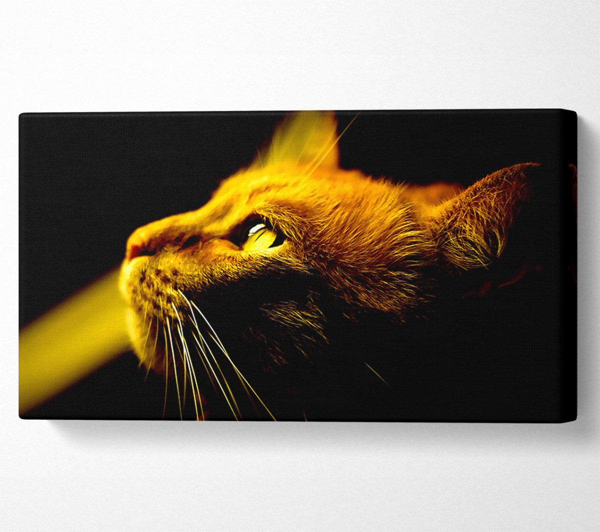 Red Cat Profile Canvas Wall Art