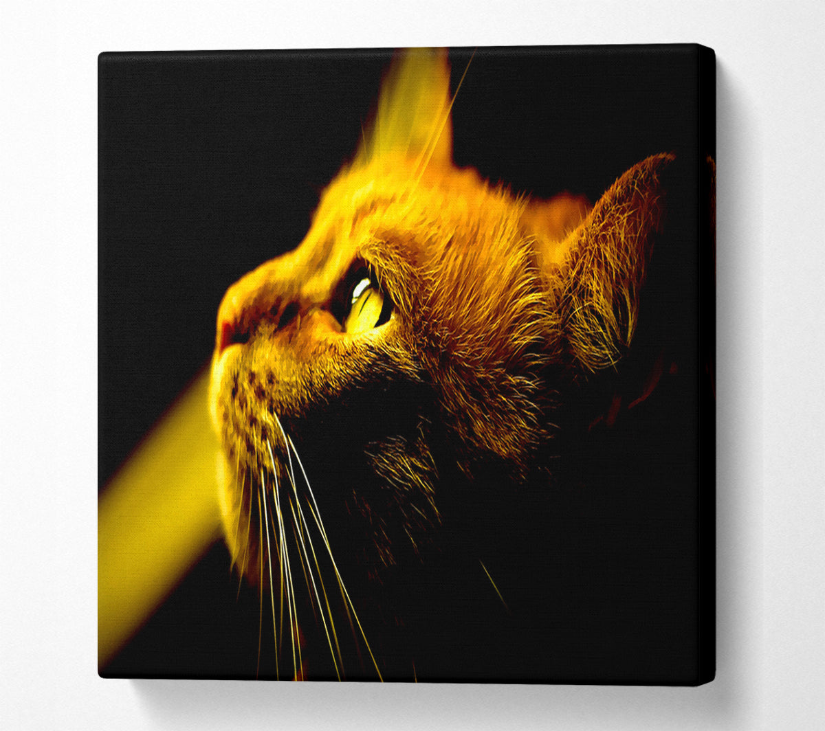 Red Cat Profile Canvas Wall Art