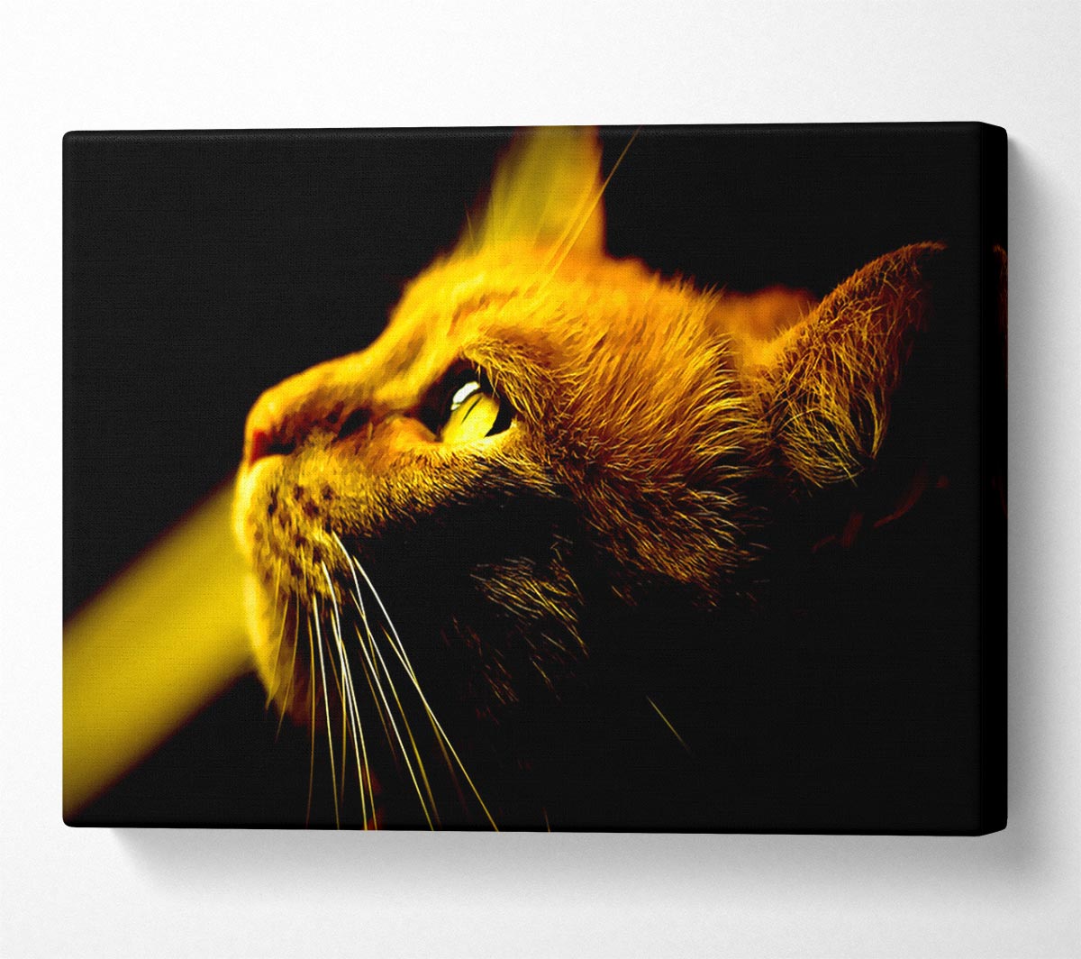 Red Cat Profile Canvas Wall Art