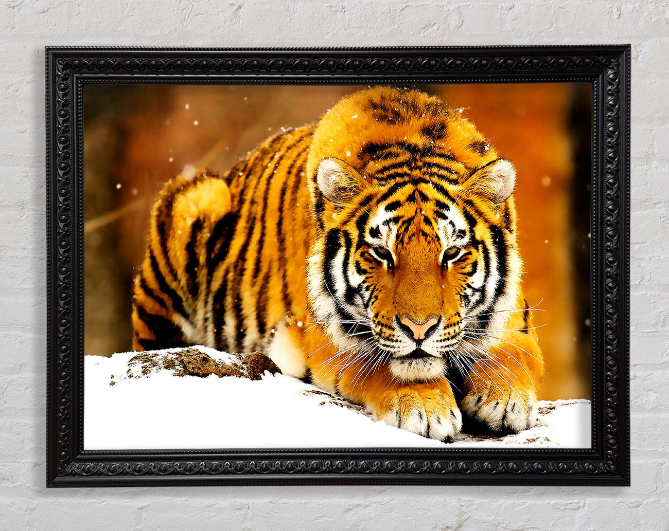 Siberian Snow Tiger Framed Print
