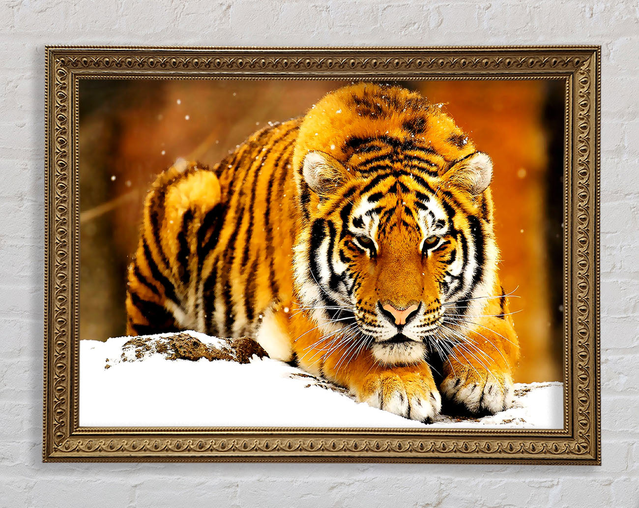 Siberian Snow Tiger Framed Print