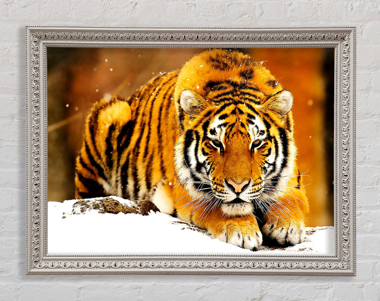 Siberian Snow Tiger Framed Print