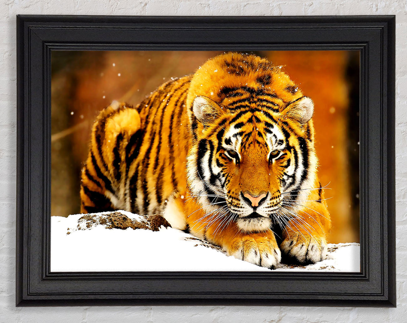 Siberian Snow Tiger Framed Print