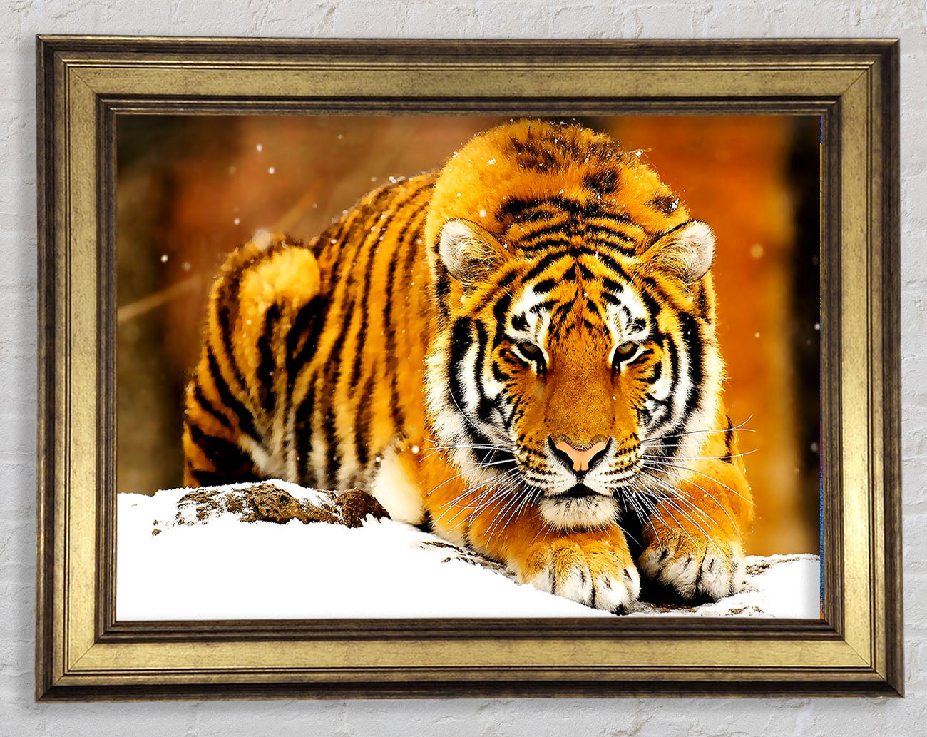 Siberian Snow Tiger Framed Print