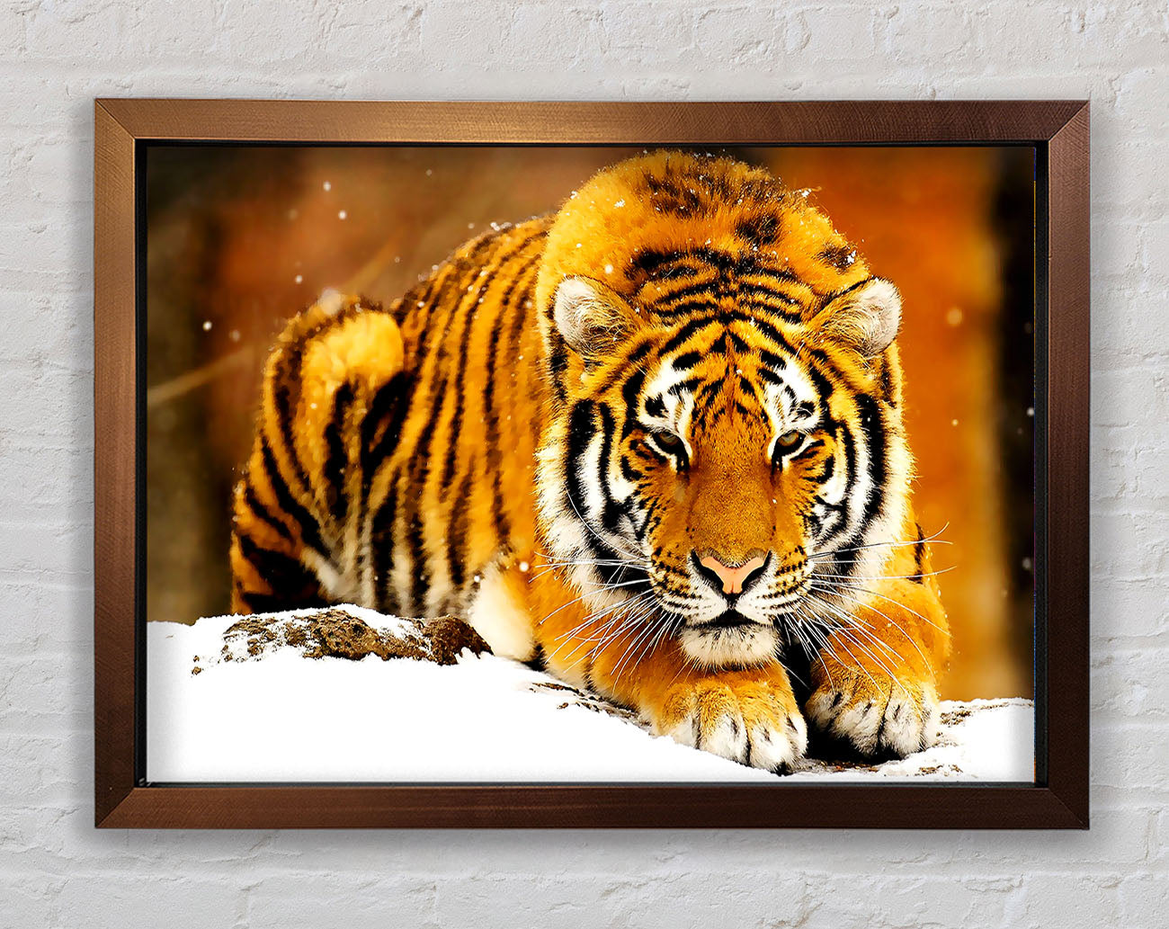 Siberian Snow Tiger Framed Print