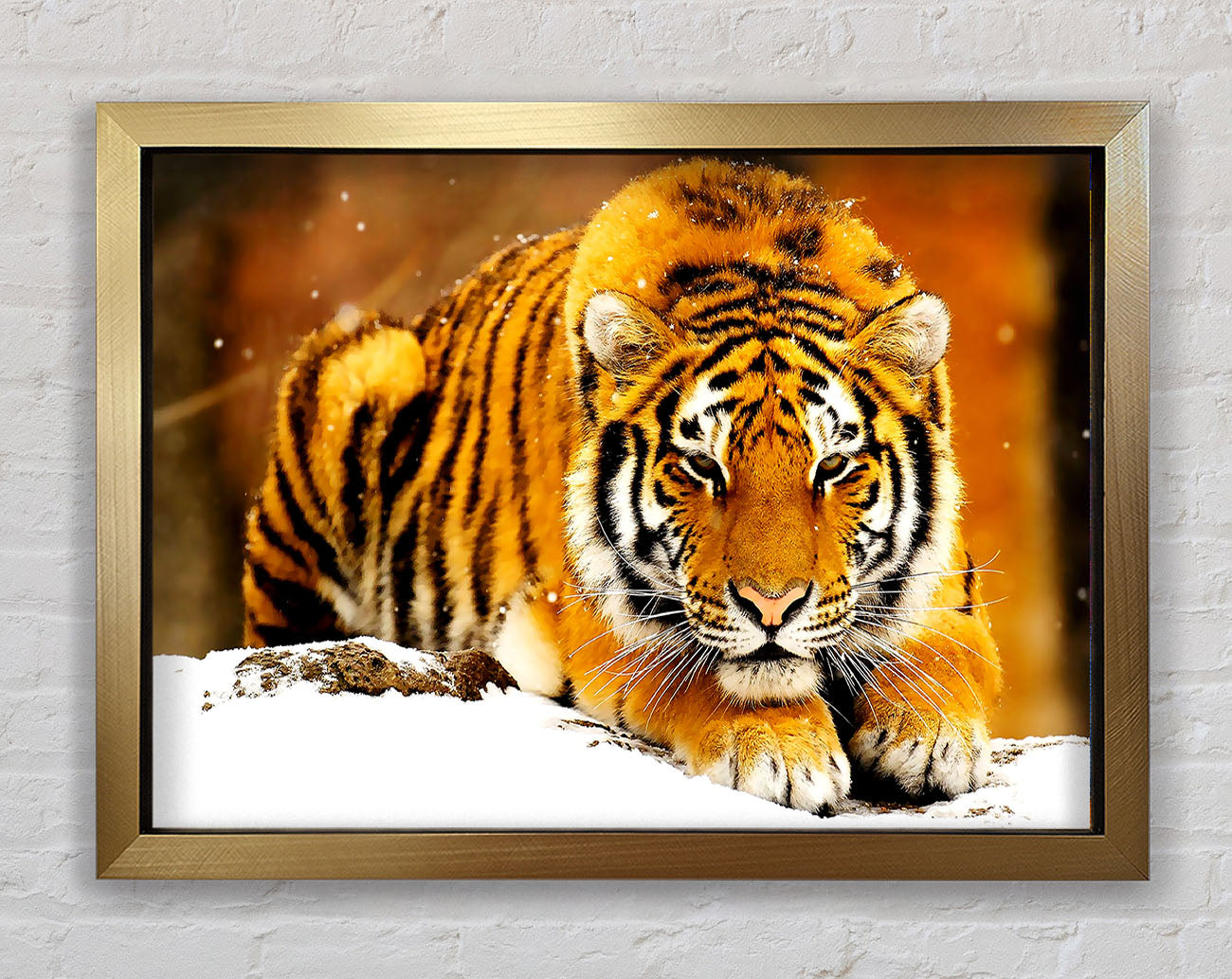 Siberian Snow Tiger Framed Print