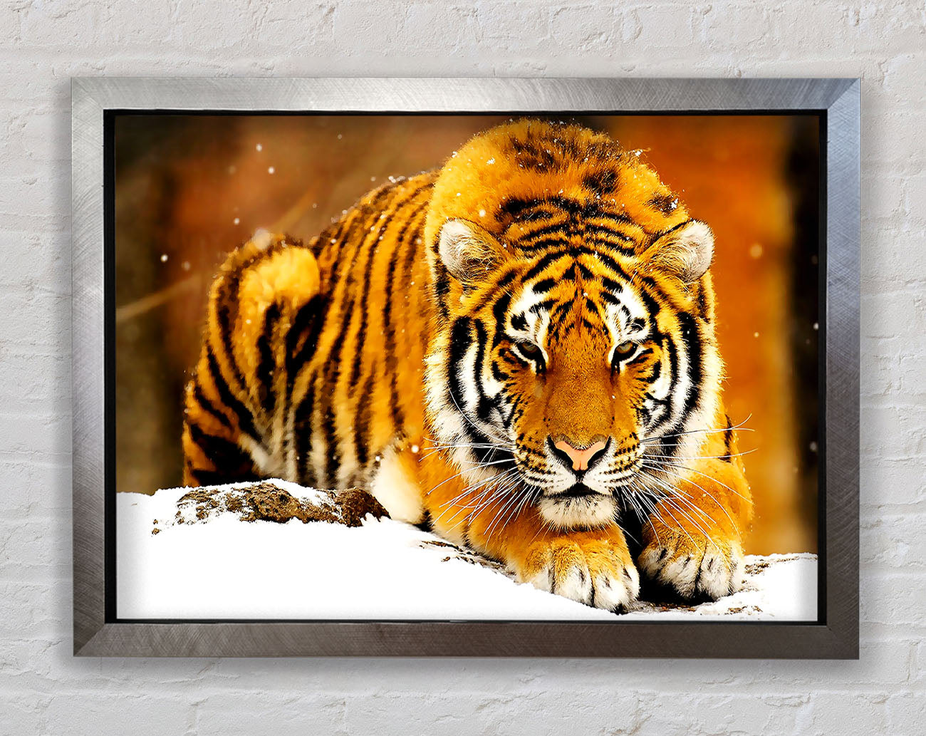 Siberian Snow Tiger Framed Print