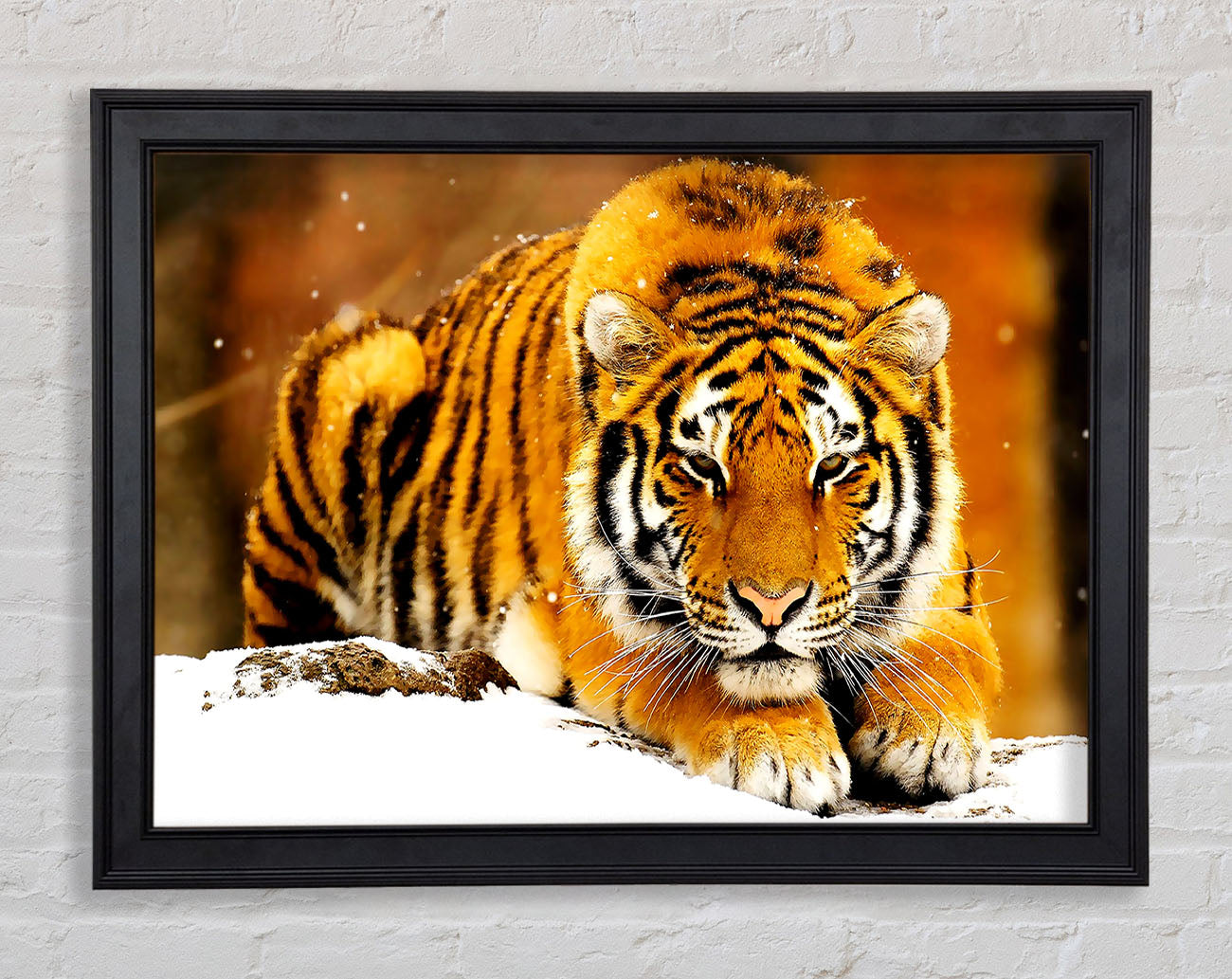 Siberian Snow Tiger Framed Print