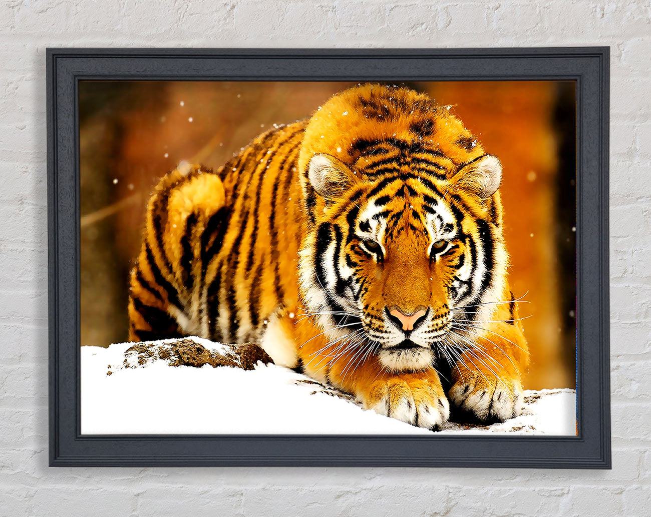 Siberian Snow Tiger Framed Print