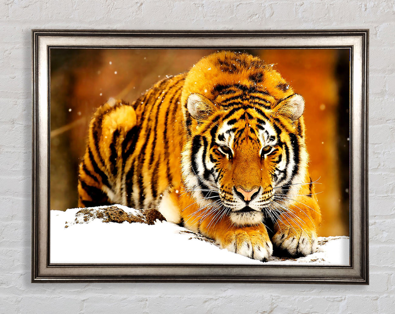 Siberian Snow Tiger Framed Print