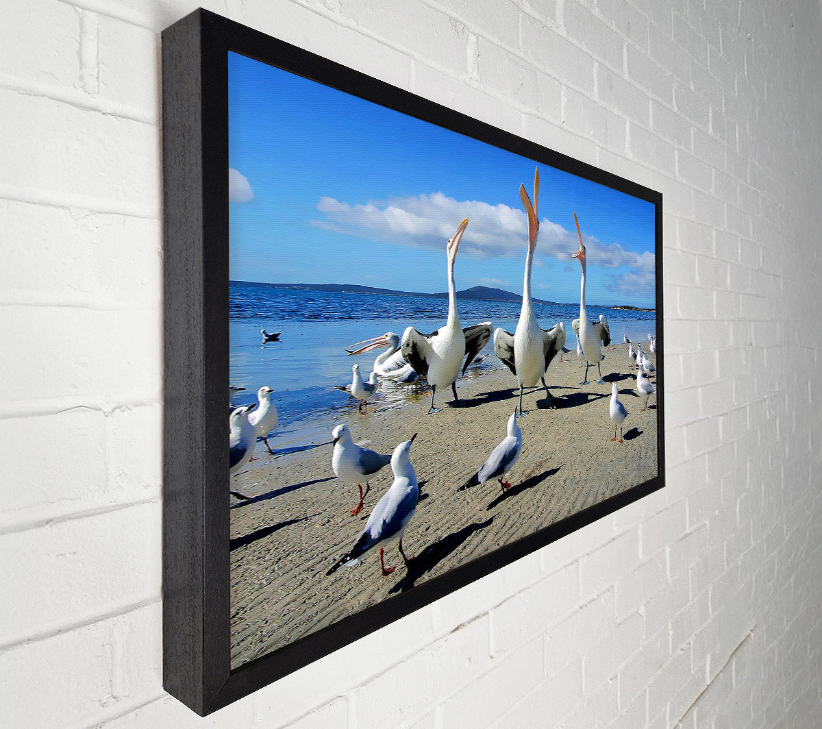 Singing Seagulls Canvas Wall Art