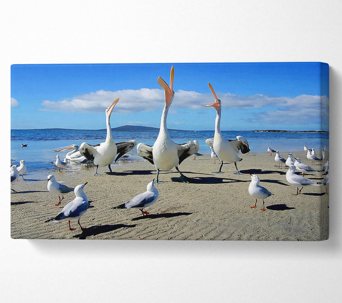 Singing Seagulls Canvas Wall Art