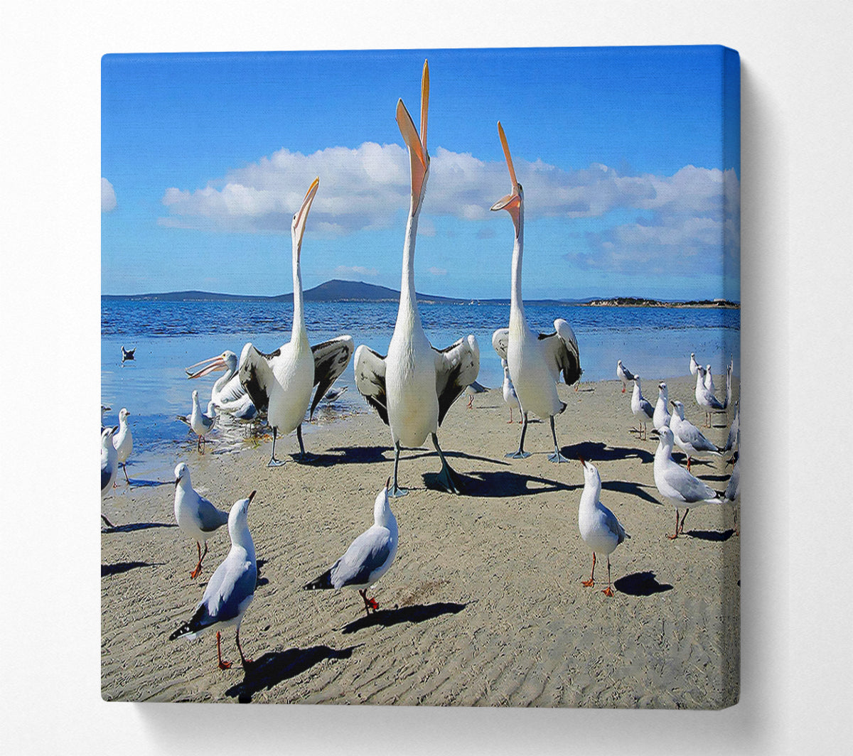 Singing Seagulls Canvas Wall Art