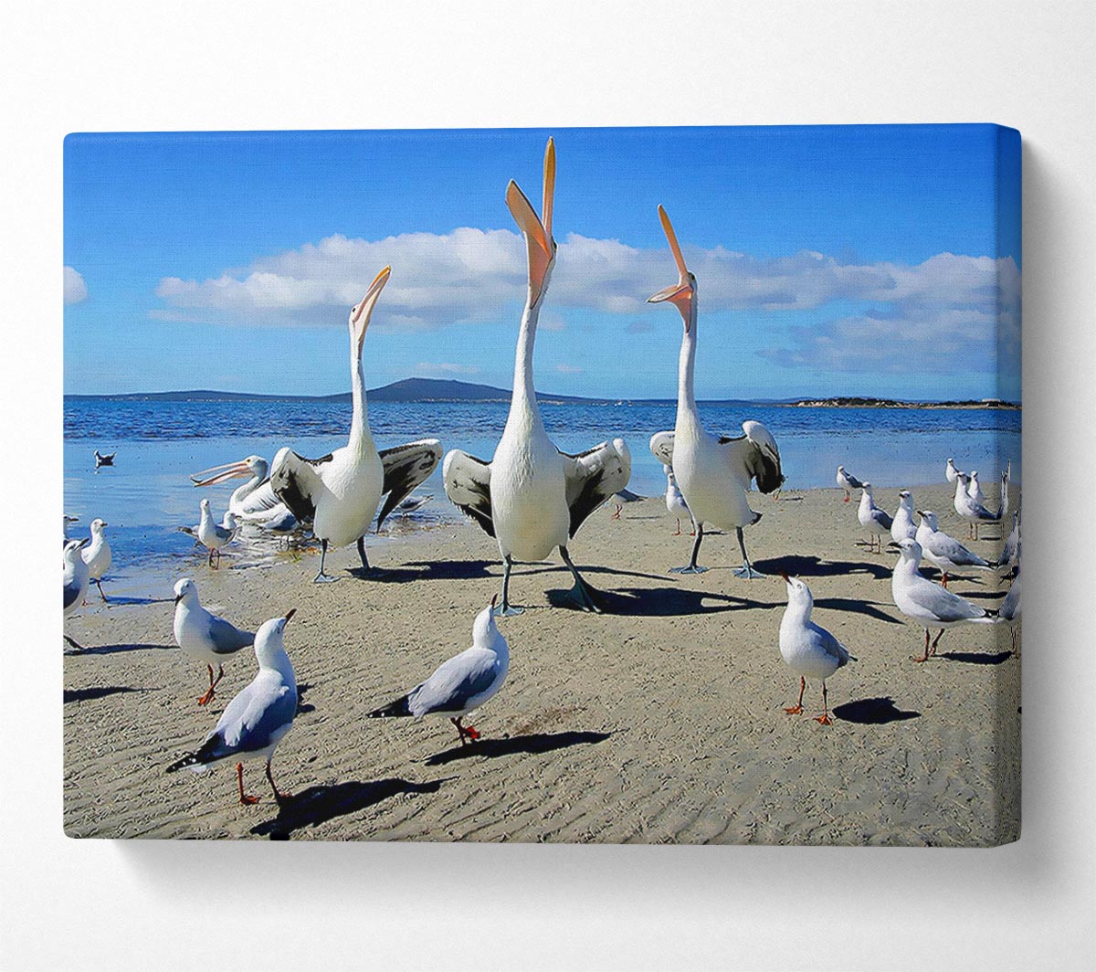Singing Seagulls Canvas Wall Art