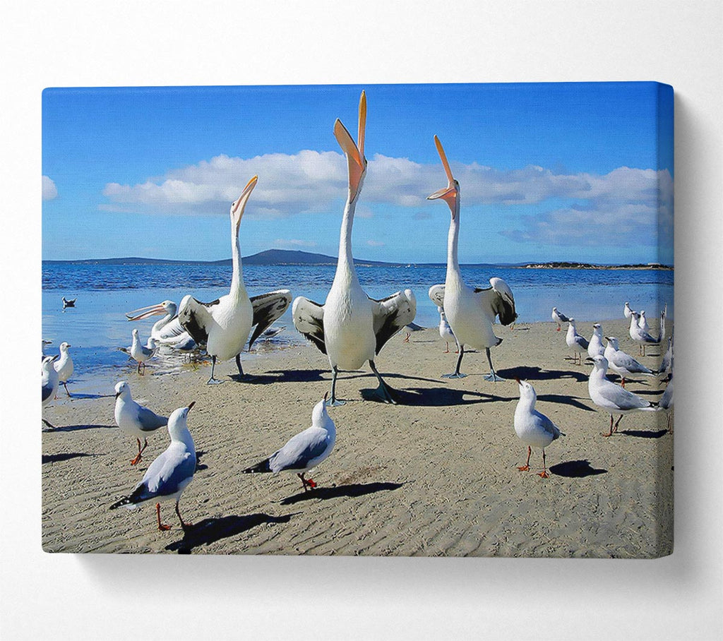 Singing Seagulls Canvas Wall Art