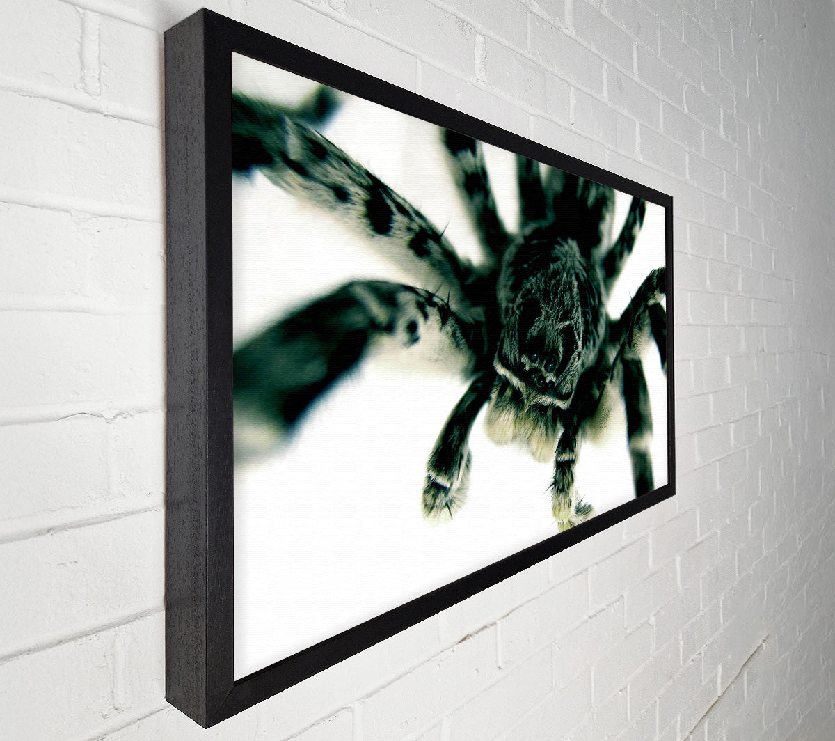 Spider Stare Canvas Wall Art