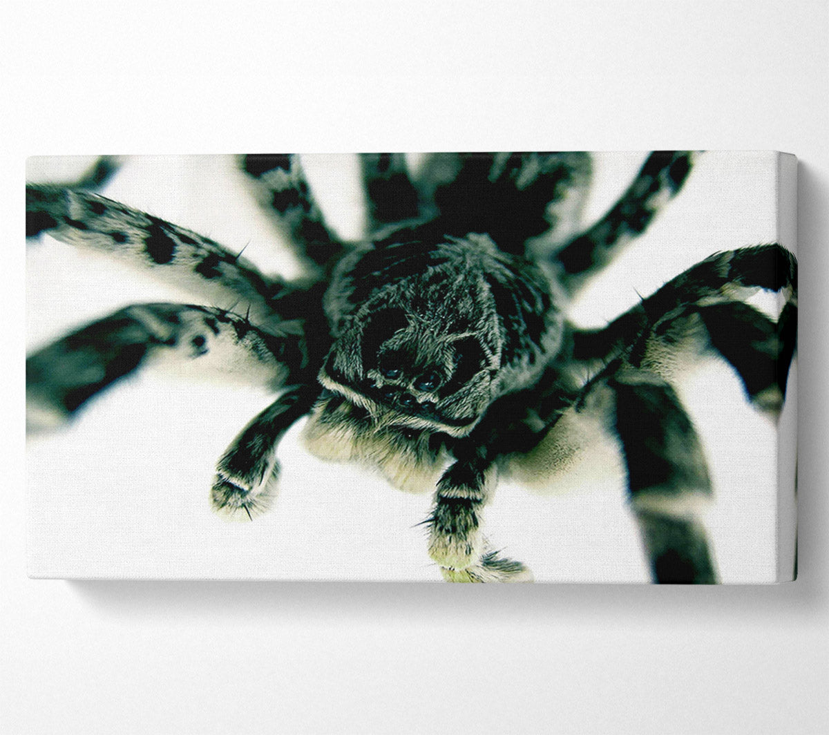 Spider Stare Canvas Wall Art