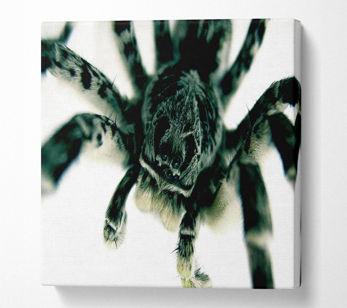 Spider Stare Canvas Wall Art