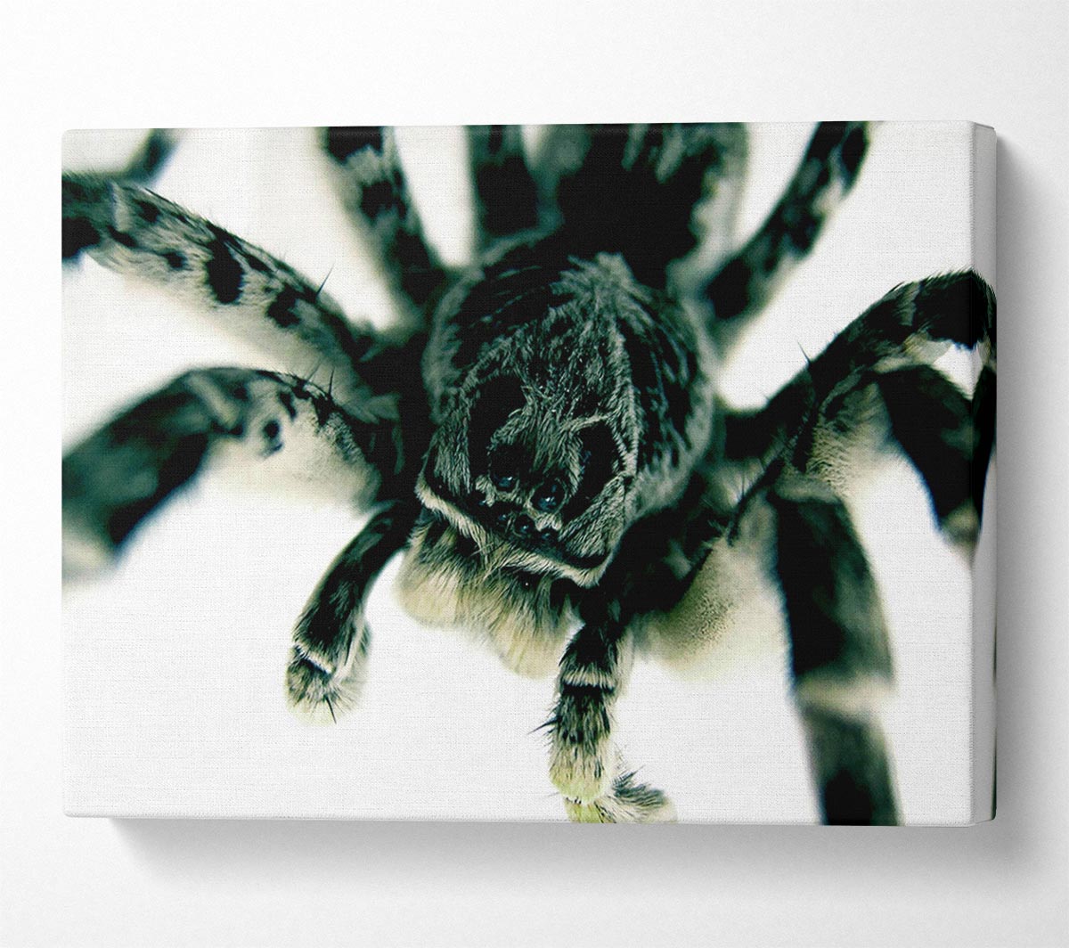 Spider Stare Canvas Wall Art